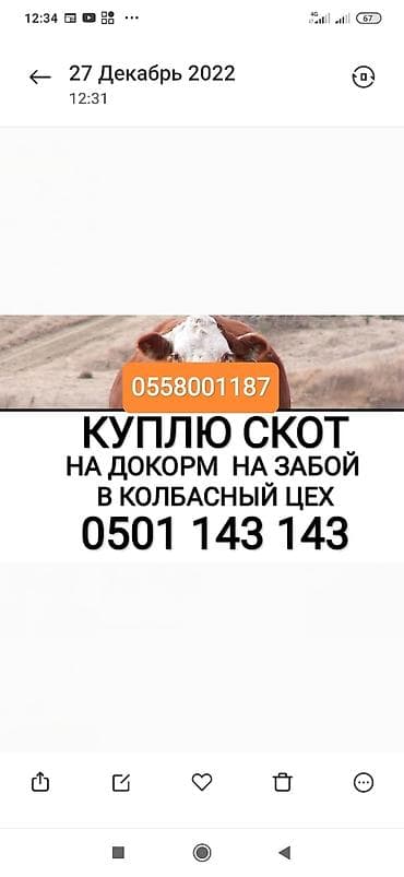 Жеке жак, Колбаса цехи : Уйлар, букалар, Жылкылар, аттар, | Күнү-түнү, Бардык шартта, Союлган