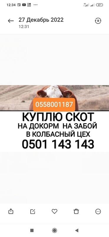 домик для кроликов: Куплю | Коровы, быки, Лошади, кони | Круглосуточно, Любое состояние, Забитый — 1