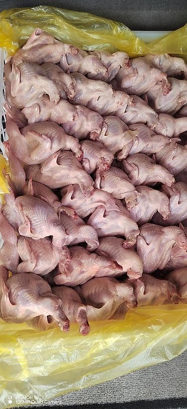 Перепела потрошёные, тушка целая - Вид продукта: тушки перепелов без