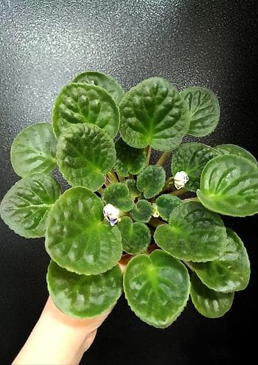 Фиалки и глоксинии: Продаю взрослые фиалки 🌺🌺🌺.Цена 300-350-400.Нахожусь в районе Тоголок — 5