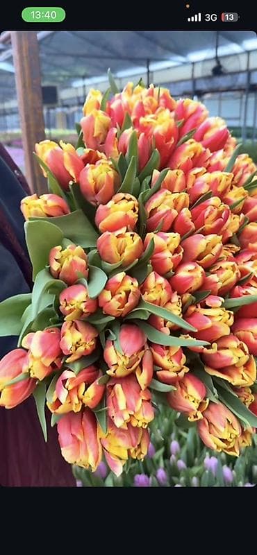 Тюльпаны с плантации — срезка свежего дня Оптом от 100 штук -