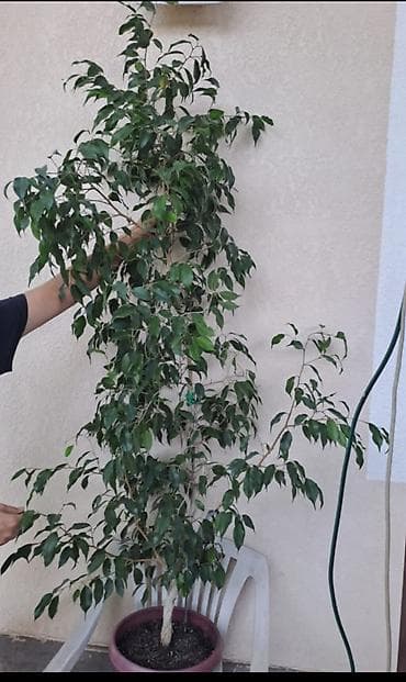 4 pot: Фикус Бенджамина в напольном кашпо - Крупное комнатное дерево с — 2