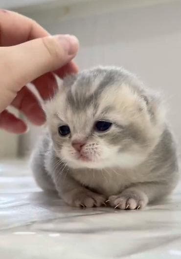 скот обмен: Скотиш Фолд (Шотландская вислоухая), 1 месяц, Мальчик, Белый, Приучена к лотку, Проглистована, С документами — 1