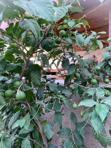 лимон цветы: Лимон, лимонное дерево Продаю лимонное дерево, на фото самое большое — 3