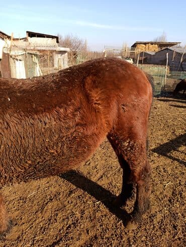 собака долматинец: Продаю | Конь (самец) | Рабочий | Племенные — 2