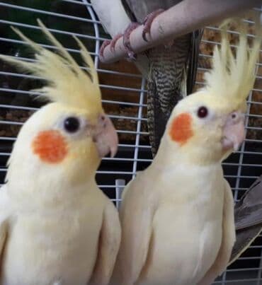 трафареты для рисования животных: Попугаи кареллы хорошо учатся говорить и приручаются к рукам. Так же — 11