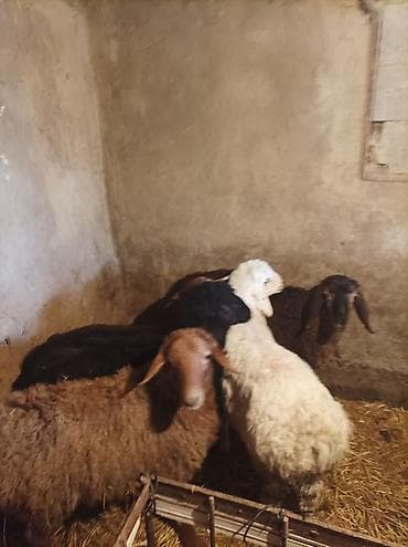 куры карлики: Продаю | Овца (самка) | Гиссарская, Арашан, Романовская | Для разведения | Племенные — 1