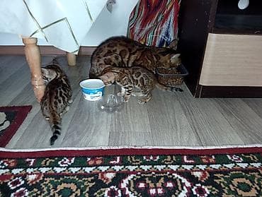 кошки манчкины: Бенгальская, 1 месяц, Девочка, Приучена к лотку — 7