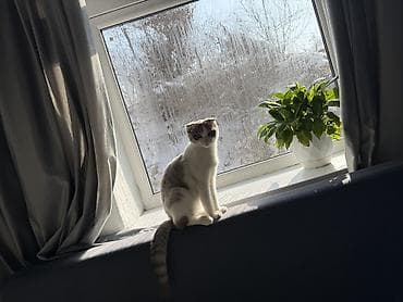 Үй жаныбарлары: Котята, домашние, ручные. Описание: - Возраст –2 месяца. - Окрас — 10
