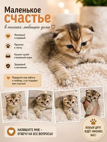 кошка бишкек: Котята домашние, пушистые, разных окрасов. Описание: - Породы не — 1