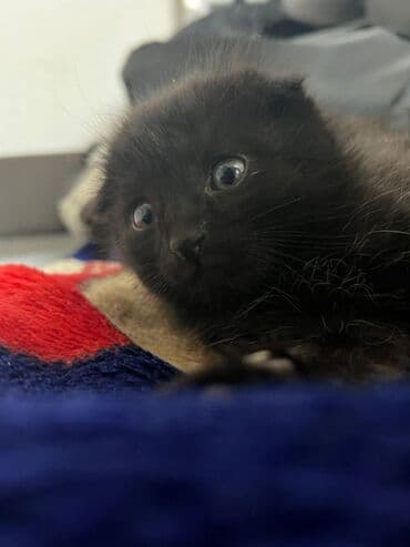 сколько стоят вислоухие кошки: Скотиш Фолд (Шотландская вислоухая), 2 месяца, Мальчик, Черный, Приучена к лотку — 4