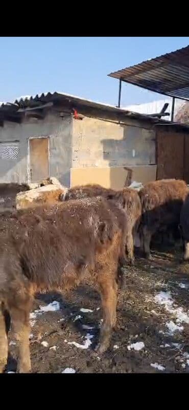 Айыл-чарба жаныбарлары: Сатам | Бука (эркек) | Аргын | Бордоп семиртүү үчүн — 6