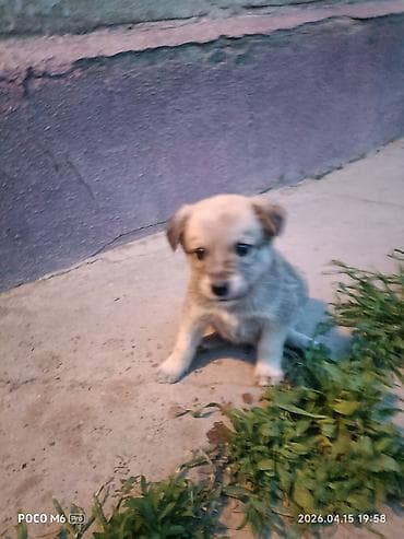 щенята даром: Щенки -дворняжкиДевочки все 5-недель,звотночки- будут среднего — 10