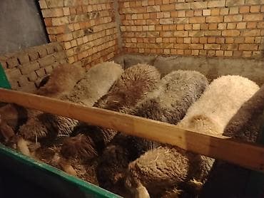 Продаю | Баран (самец) | Полукровка | На забой