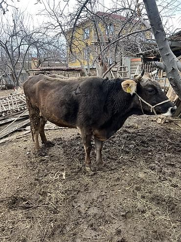 сиамская кошка цена бишкек: Продаю | Корова (самка) | Швицкая | Для молока — 4