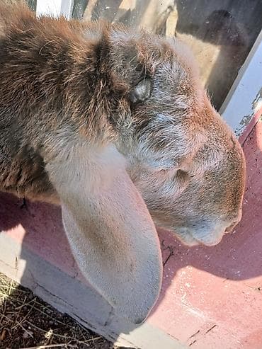 Сатам | Кочкор (эркек) | Арашан | Көбөйтүү үчүн | Асыл тукумдуу — 3