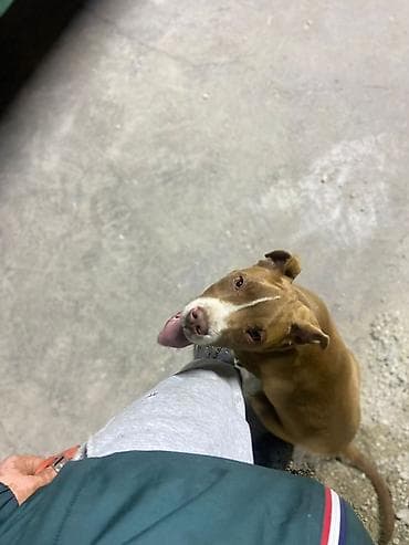 леопардовая кошка цена: Питбуль, 4 месяца, Самец — 1