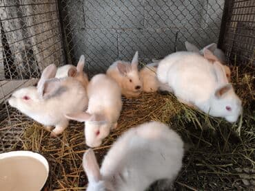 Декоративные кролики: Кролики Продаю крольчат мясного направления Крольчата на мясо или — 4