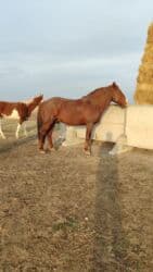 в связи с переездом отдам попугая жако в добрые руки: Продаю | Конь (самец) — 1