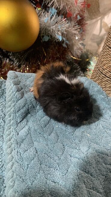 где можно купить крысу: Готовы к продаже малыши морских свинок количество-3шт возраст- 1 месяц — 7