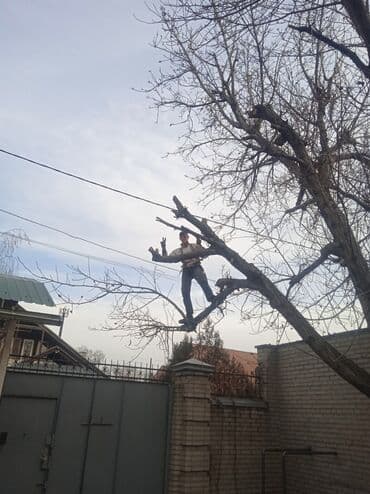 разнорабочий керек: Спил дерева любой сложностипилщик#1по городу и в регионах. Колим — 3