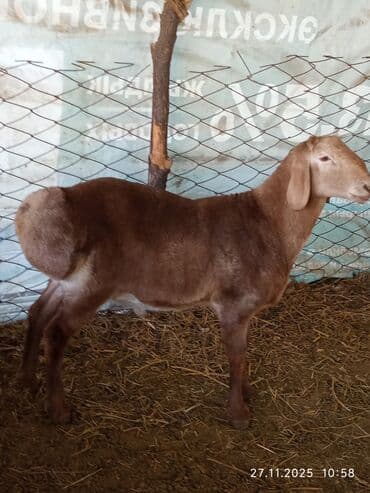 отдам в добрые руки собаку: Продаю | Баран (самец) | Арашан | Для разведения | Осеменитель — 9