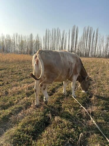 продам бу оборудование для птицефабрики: Продаю | Корова (самка), Бык (самец) | На откорм | Племенные — 2