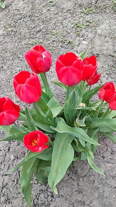 Ищю работу с удобным графиком с хорошей зароботной платой. Работала at lalafo.kg Ищю работу с удобным графиком с хорошей зароботной платой. Работала