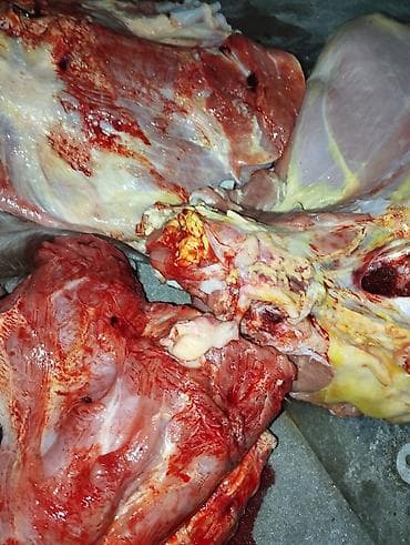 бравекто для собак бишкек: Куски Мяса Рёбрышки Шеи Переднии и задние лопатки Без — 2