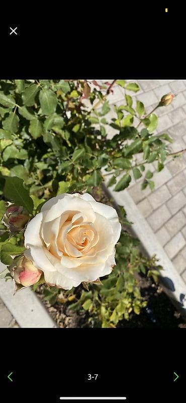 double a: Продаю двухлетних саженцы роз 1000 корней 
40 сортов оптом и врозницу — 3