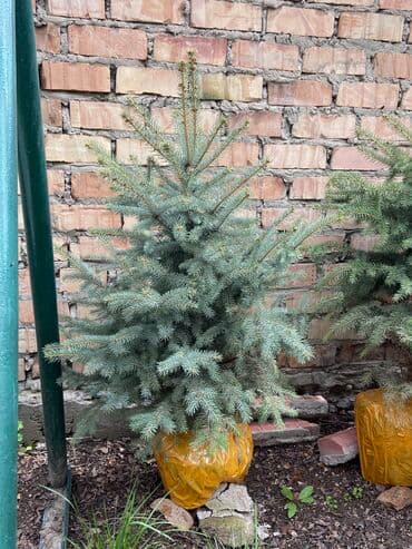 искусственные ели с белой хвоей: Продаются голубые ели 🌲 -Размеры от 40 до 140см -Цены варьируются в — 2