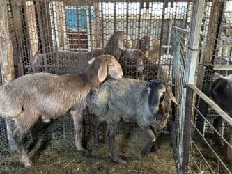 продажа щенков немецкой овчарки в бишкеке с документами: Продаю | Овца (самка) | Для разведения — 4