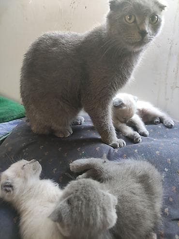 хвостик: Шотландские вислоухие котята (Scottish Fold) - Окрас: голубой (серый) — 1