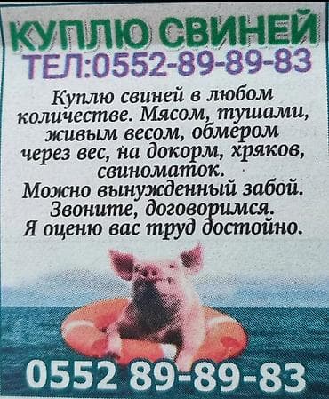 дорого: Продаю | Поросенок, Свинья (самка), Хряк (самец) | На забой — 2