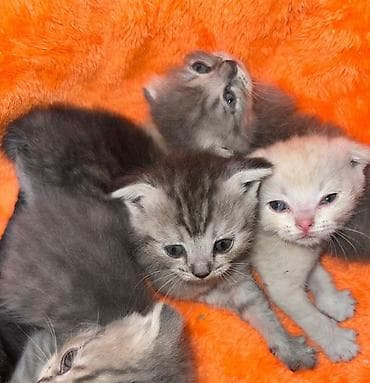 Шотландские вислоухие котята (скоттиш-фолд) - Окрас: несколько