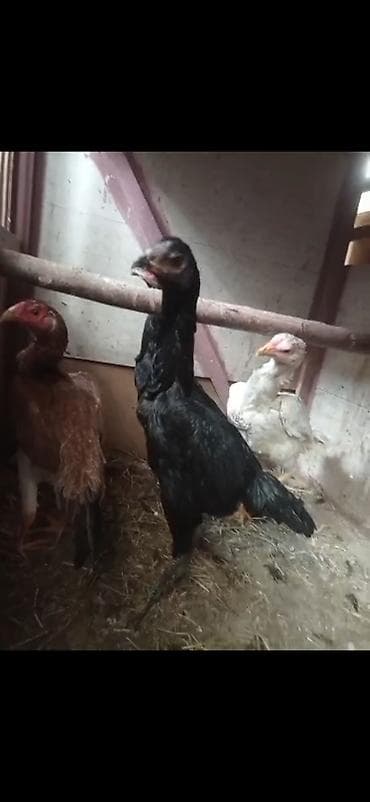 птицы брама: Продаю | Петух | Бойцовая | Для разведения — 1