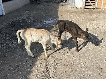 Ветеринар кызматы: Сатам | Музоо — 1