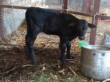 Продаю | Тёлка | Ангус, Полукровка | Для разведения, На откорм | Искусственник