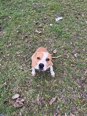 продажа собак хаски: Американский булли, 5 месяцев, Самка — 5