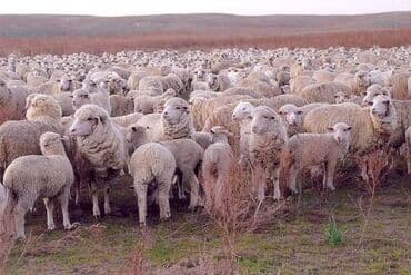 Продаю | Овца (самка) | Меринос | Для разведения