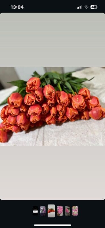 бу килемдер: Тюльпаны оптом. - Срезанные тюльпаны в упаковке, готовые к — 9