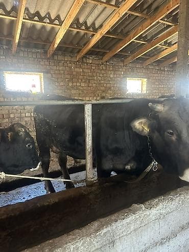говяжьи ноги: Продаю | Бык (самец) | Для разведения | Привязанные — 2
