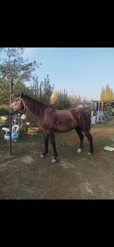 собака доберман сколько стоит: Сатам | Байтал | Жумушка, Ат спорту — 1