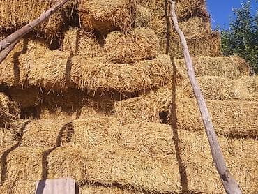 пиявка бишкек: Продаю сено люцерна 30 туков 350 с токмок — 2