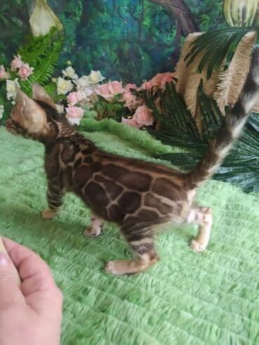 цена шотландского вислоухого кота: Бенгальская, 1 месяц, Мальчик, Приучена к лотку, Проглистована, С документами — 5