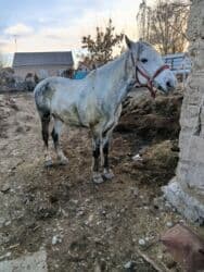 купить рабочую охотничью собаку: Сатам | Жылкы (эркек) | Жумушка — 2