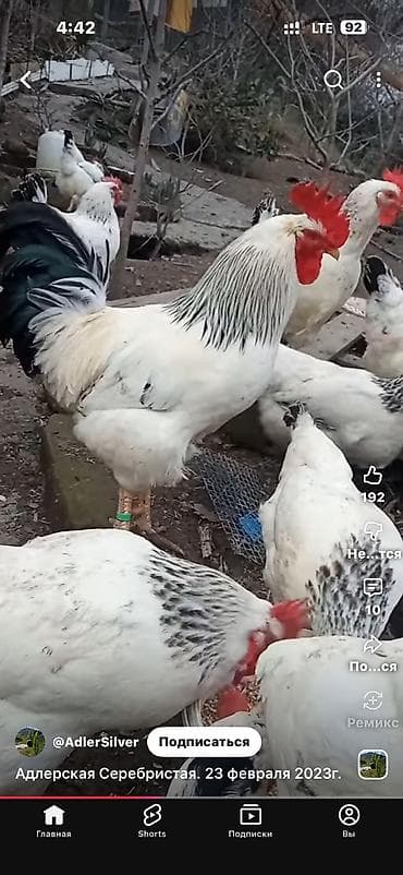 яйцо индюка купить: Продаются инкубационные яйца. Порода Адлеровская. 30 сом за штуку — 2