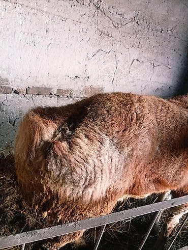 Баран, овца: Продаю | Баран (самец) — 2