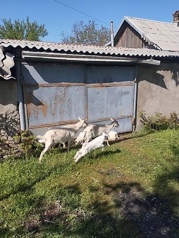 парода эчки: Продаю | Коза (самка) | Зааненская | Для разведения | Племенные — 5