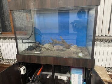 купить аквариумных рыбок в бишкеке: Продаю аквариум 300 литровый. В отличном состоянии — 1